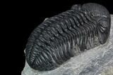 Pedinopariops Trilobite - Mrakib, Morocco #125086-4